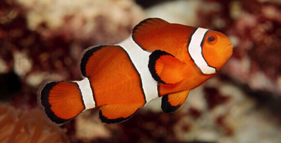 Ocellaris Clownfish, Amphiprion ocellaris