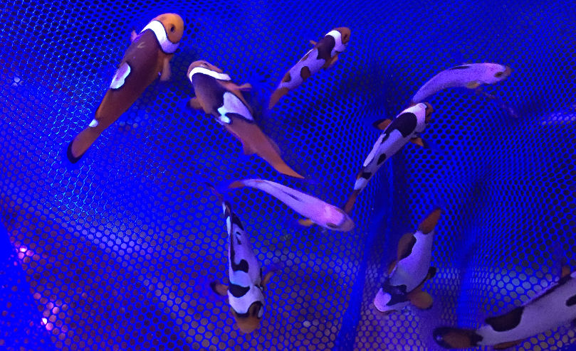 A group of baby clownfish