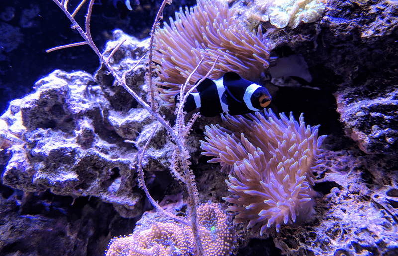 Black Ocellaris Clownfish with anemones
