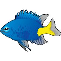 Ocellaris Clownfish Care, Fish Tank Setup, Feeding, Compatibility