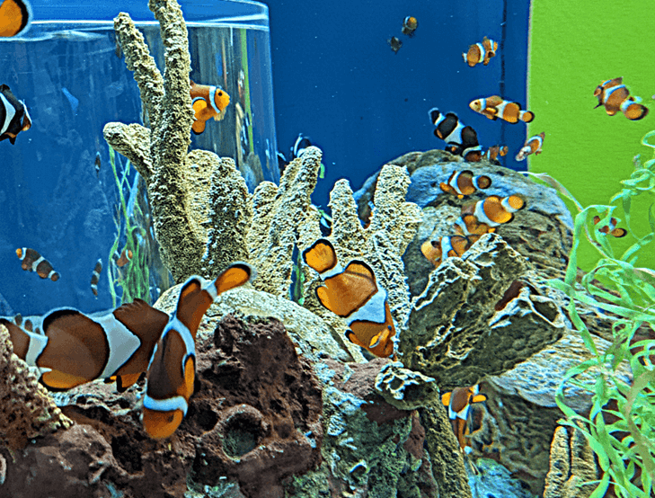 Large group of clownfish in a public aquarium