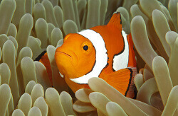 Ocellaris clownfish in green anemone