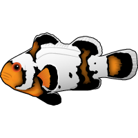 Black Ice Clownfish