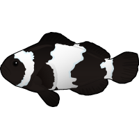 Black Snowflake Clownfish