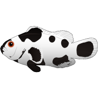 Black Storm Clownfish