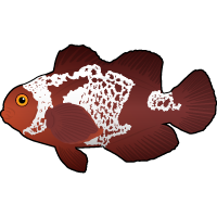 Lightning Maroon Clownfish