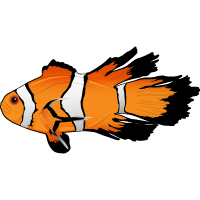 Longfin Clownfish
