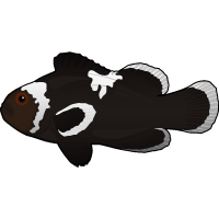 Midnight Lightning Clownfish