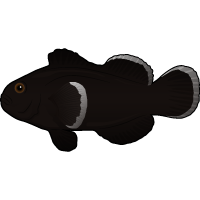 Midnight Clownfish