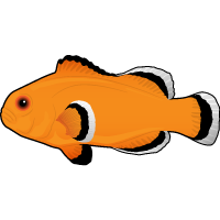 Naked Clownfish
