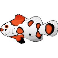 Orange Storm Clownfish