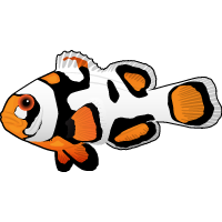 >Picasso Clownfish
