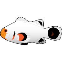 Wyoming White Clownfish