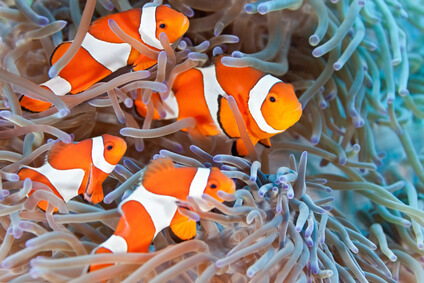 clownfish in anemone