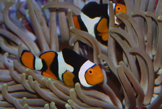 clownfish in anemone