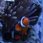 Onyx Clownfish with BTA