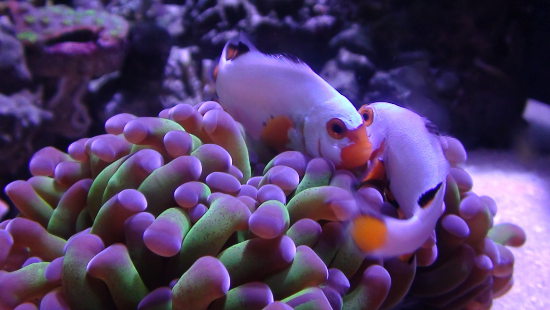 clownfish in hammer coral
