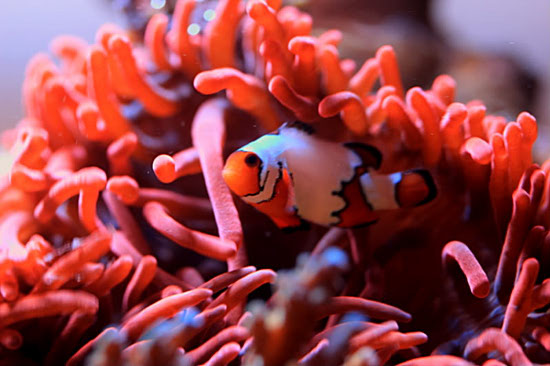 snowflake clownfish in RBTA