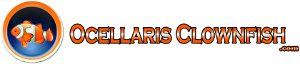 OcellarisClownfish.com logo