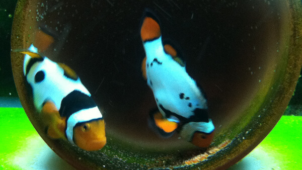Two clownfish tending to a recently laid nest of eggs