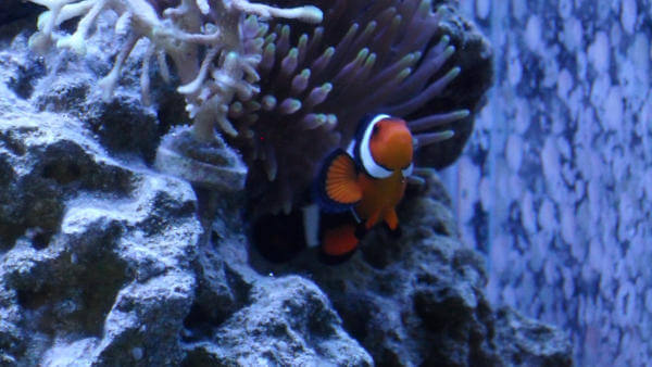 Clownfish in a bubble tip anemone