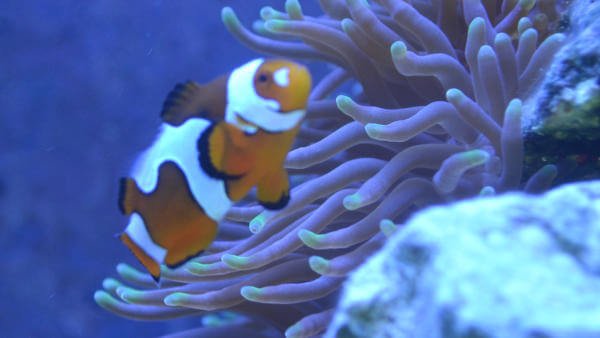 Da Vinci Clownfish