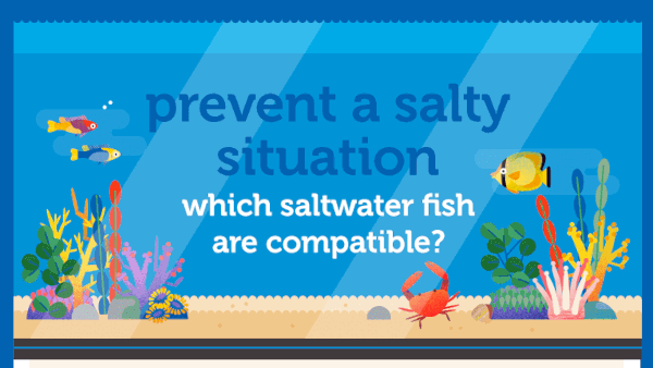 Clownfish compatibility chart