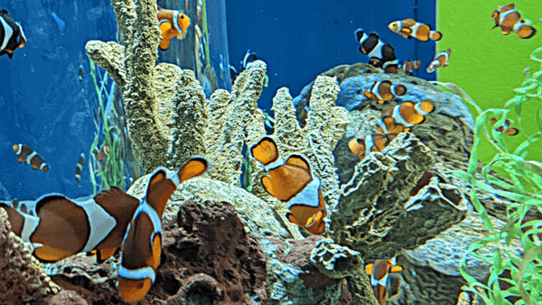 School of clownfish in an aquarium