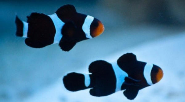 Pair of young black ocellaris clownfish
