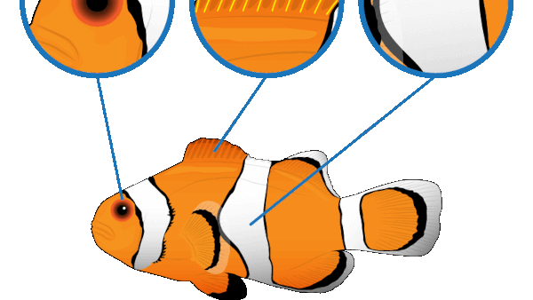 Ocellaris clownfish features