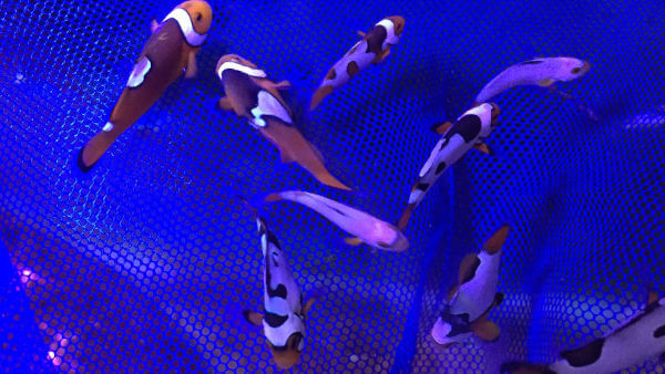 A selection of tank raised clownfish