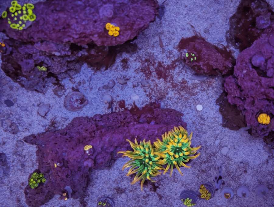 Top down view of reef tank with clownfish, anemones, and zoanthids.