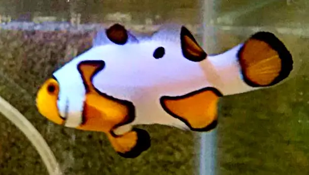 Extreme DaVinci designer clownfish