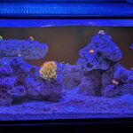 Nano 25 gallon clownfish tank