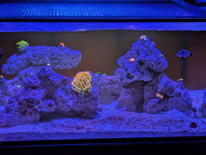 Reef tank with zoanthids, anemones, and clownfish.