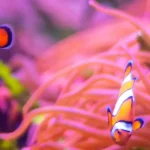 A group of clownfish in a fish tank with anemones
