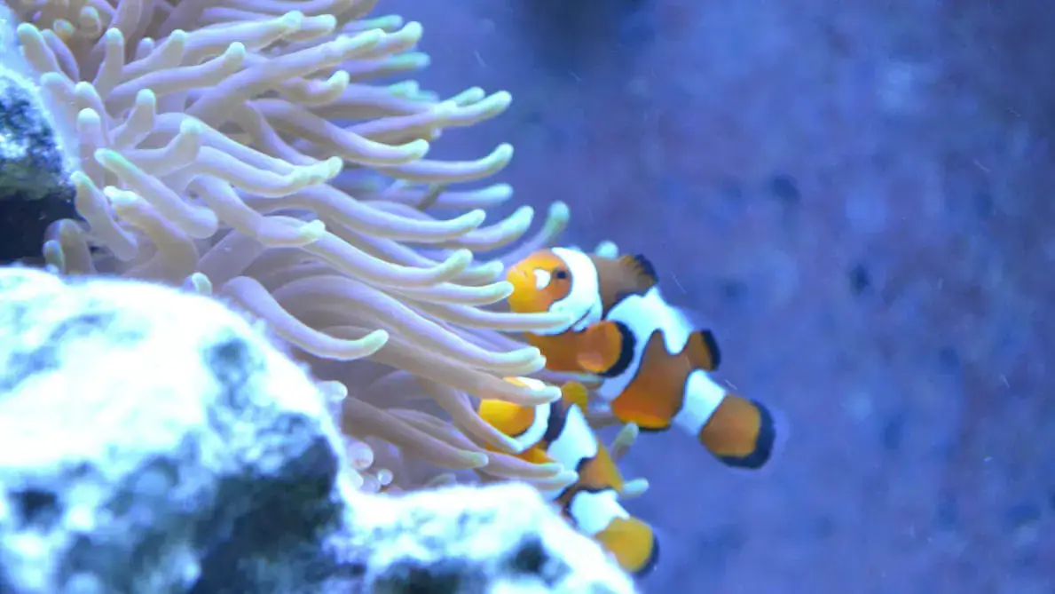 Two clownfish in a bubble tip anemone